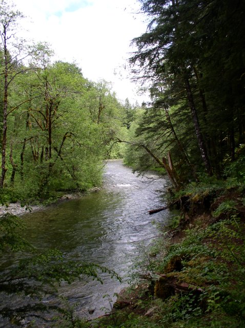 5.29.06 Siouxon Creek 008 
